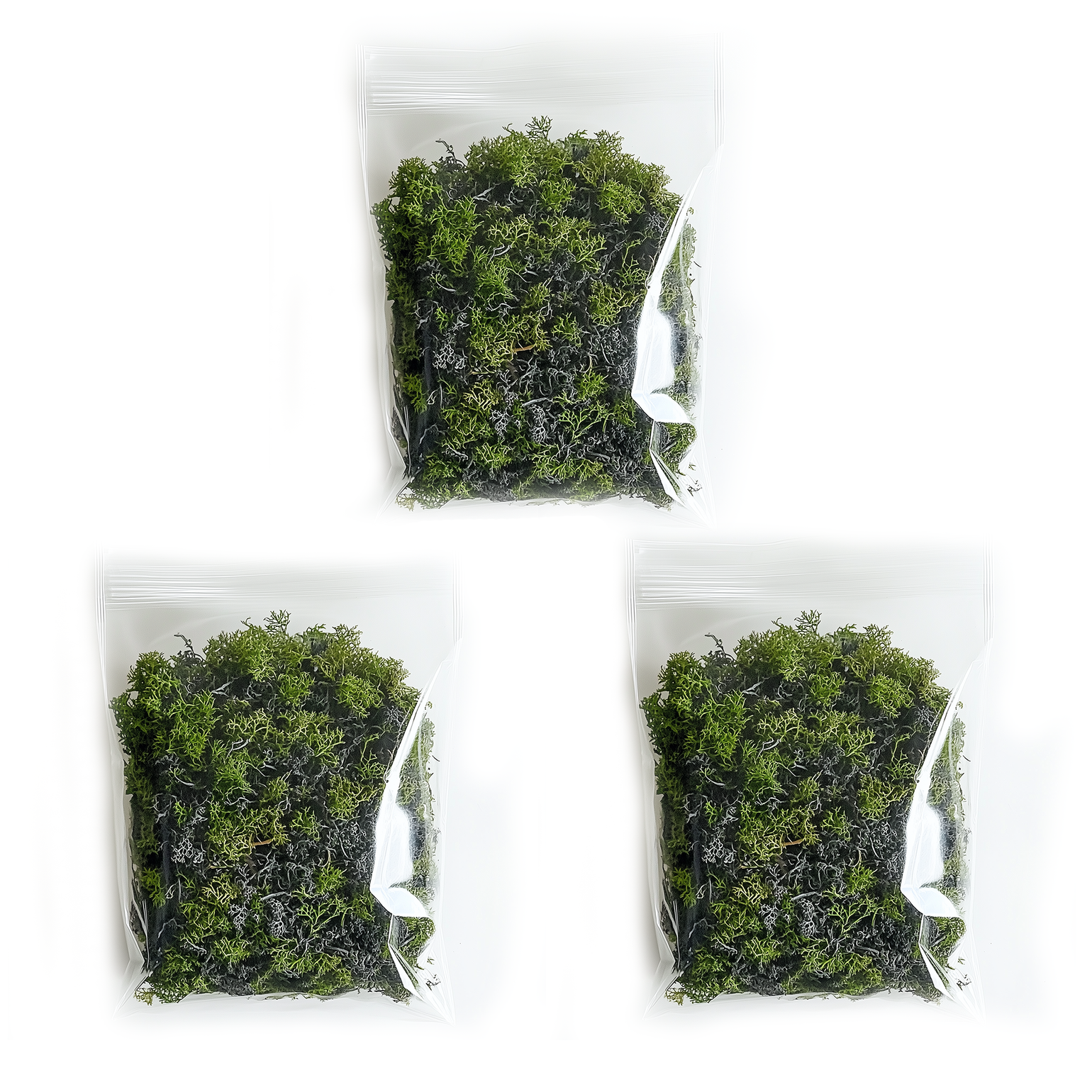 Evergreen Forest Moss – Plantology USA