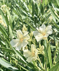 Nerium Oleander 'Hardy White' (Nerium oleander) - Plantology USA - Medium 20 - 25"