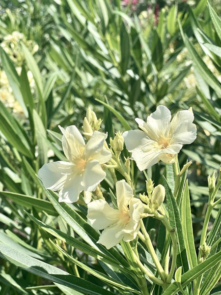 Oleander 'Hardy White'