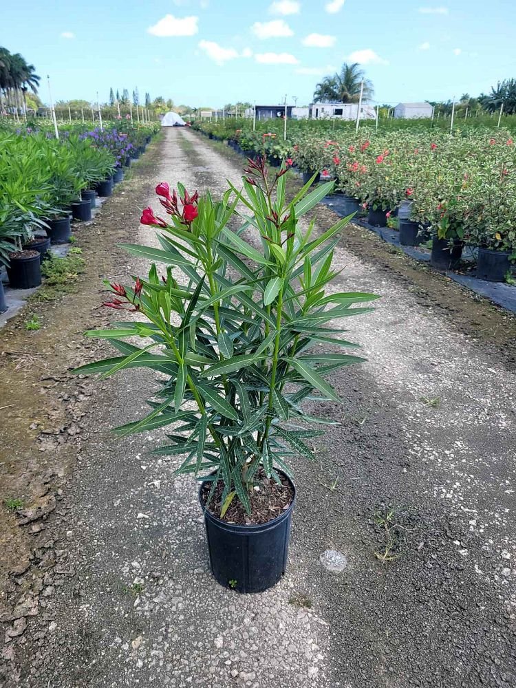 Oleander Red Nerium Oleander 10” inch pot 2024