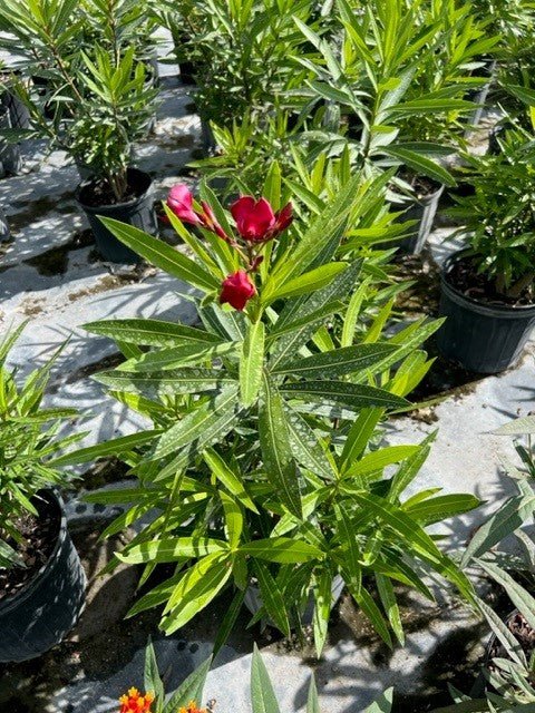 Oleander Bush Hardy Red (Nerium oleander) - PlantologyUSA - Small 3 Gallon
