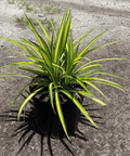 Pandanus Baptistii 'Aureus', Variegated Dwarf Pandanus - Plantology USA - 3 Gallon