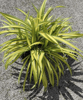 Pandanus Baptistii 'Aureus', Variegated Dwarf Pandanus - Plantology USA - 3 Gallon