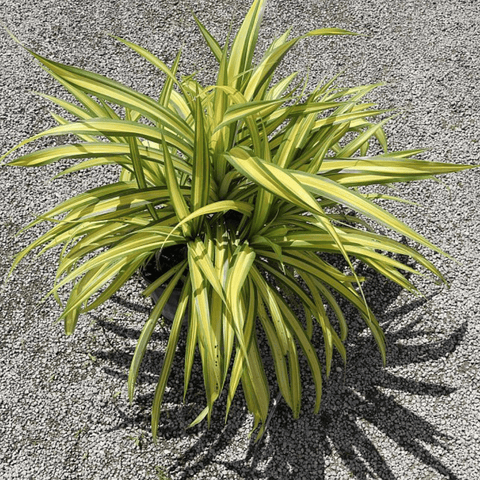 Pandanus Baptistii 'Aureus', Variegated Dwarf Pandanus - Plantology USA - 3 Gallon