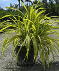 Pandanus Baptistii 'Aureus', Variegated Dwarf Pandanus - Plantology USA - 7 Gallon