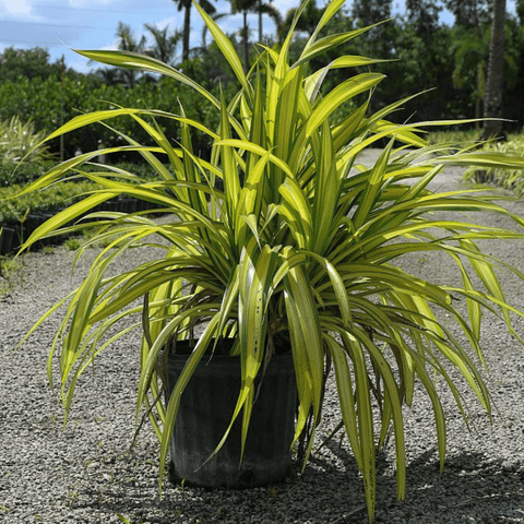 Pandanus Baptistii 'Aureus', Variegated Dwarf Pandanus - Plantology USA - 7 Gallon