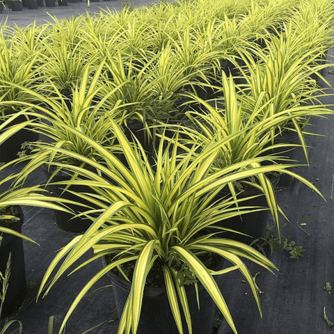 Pandanus Baptistii 'Aureus', Variegated Dwarf Pandanus - Plantology USA - 7 Gallon