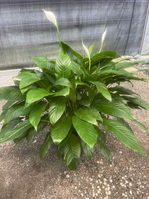 peace lily zone Peace Lily (Spathiphyllum) – Plantology USA