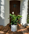 Peace Lily (Spathiphyllum) - Plantology USA - Large