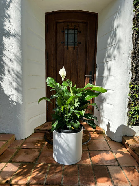 Peace Lily (Spathiphyllum) - Plantology USA - Large