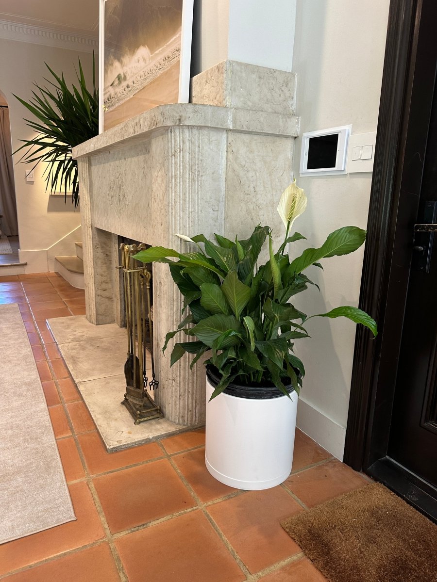 floor peace lily Peace Lily