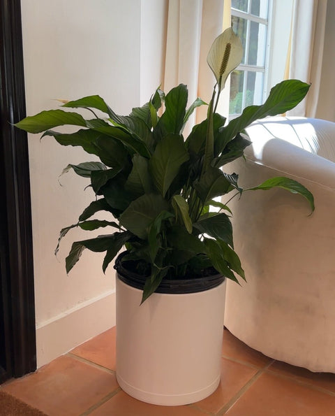 medium peace lily Peace Lily (Spathiphyllum) – Plantology USA