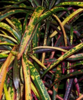 Croton Zanzibar (Codiaeum variegatum) from Plantology USA 08