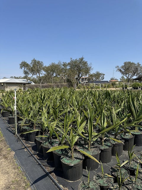 pindo palm planting instructions Pindo Palm, Jelly Palm (Butia Capitata) – Plantology USA