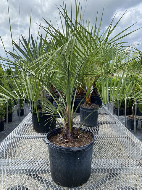 pin palm plant Pindo Palm, Jelly Palm (Butia Capitata) – Plantology USA