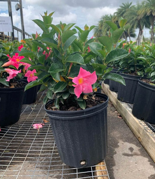 Pink Rocket Trumpet (Mandevilla Sanderi)