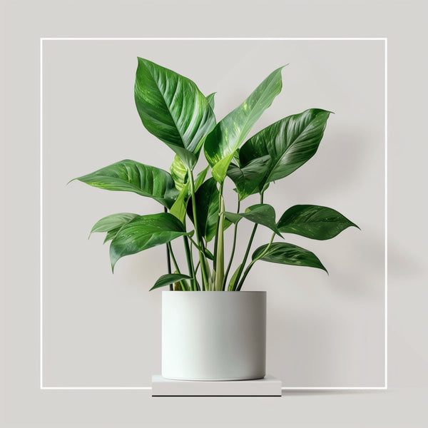plant maintenance Plant Maintenance – Plantology USA