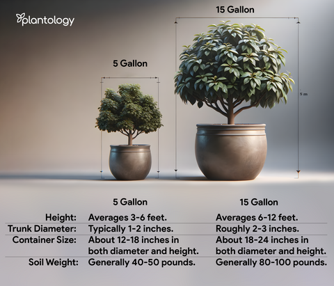 Plant Sizing 🌱