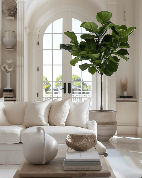 beautiful indoor fiddle leaf fig plantology