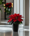 Poinsettia (Euphorbia Pulcherrima) - Plantology USA - Medium