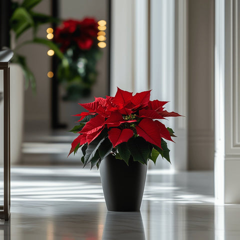 Poinsettia (Euphorbia Pulcherrima) - Plantology USA - Medium