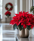 Poinsettia (Euphorbia Pulcherrima) - Plantology USA - Medium