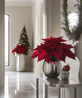 Poinsettia (Euphorbia Pulcherrima) - Plantology USA - Medium