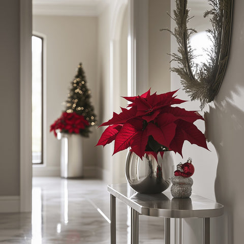 Poinsettia (Euphorbia Pulcherrima) - Plantology USA - Medium