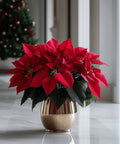 Poinsettia (Euphorbia Pulcherrima) - Plantology USA - Medium