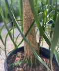 Ponytail Palm (Beaucarnea guatemalensis) - Plantology USA - 7 Gallon