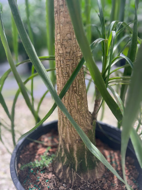 Ponytail Palm (Beaucarnea guatemalensis) - Plantology USA - 7 Gallon