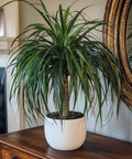 Ponytail Palm (Beaucarnea guatemalensis) - Plantology USA - 7 Gallon