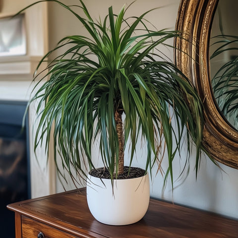 Ponytail Palm (Beaucarnea guatemalensis) - Plantology USA - 7 Gallon