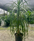 Ponytail Palm (Beaucarnea guatemalensis) - Plantology USA - Small