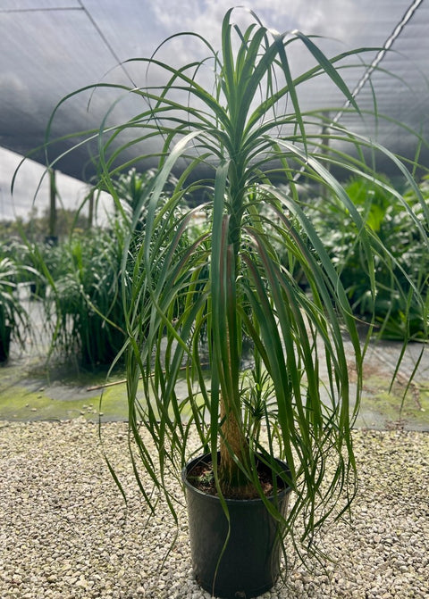 Ponytail Palm (Beaucarnea guatemalensis) - Plantology USA - Small