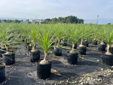 mexican ponytail palm Ponytail Palm Mexican
