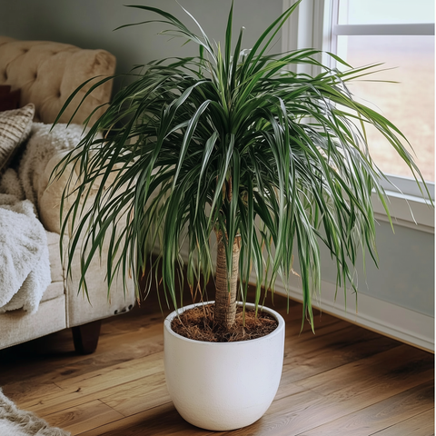 Ponytail Palm (Beaucarnea guatemalensis)