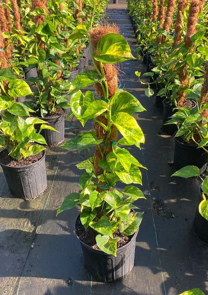 pothos plant outdoors Pothos (Epipremnum aureum) – Plantology USA