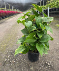 Pothos (Epipremnum aureum) - Plantology USA - Mediu