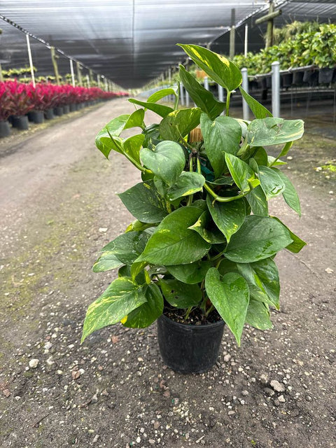 pothos garden Pothos (Epipremnum aureum) – Plantology USA