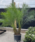 Pygmy Date Palm (Phoenix roebelenii) - PlantologyUSA - Grower's Pick +5 Feet
