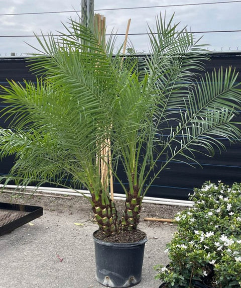 date palm small plant Pygmy Date Palm for Sale