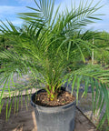 Pygmy Date Palm (Phoenix roebelenii) - PlantologyUSA - Large 4-5 Feet