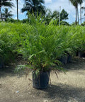 Pygmy Date Palm (Phoenix roebelenii) - PlantologyUSA - Medium 2-3.5 Feet