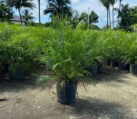 Pygmy Date Palm (Phoenix roebelenii) - PlantologyUSA - Medium 2-3.5 Feet