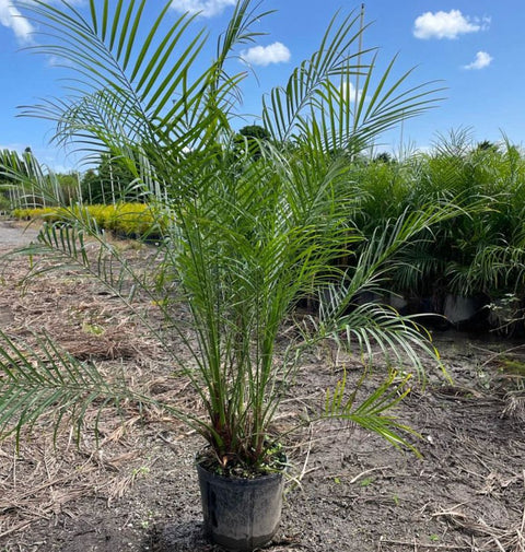 Pygmy Date Palm (Phoenix roebelenii) - PlantologyUSA - Small 1.5-2 Feet