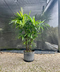 Raphis Palm (Raphidophyllum) - PlantologyUSA - Medium