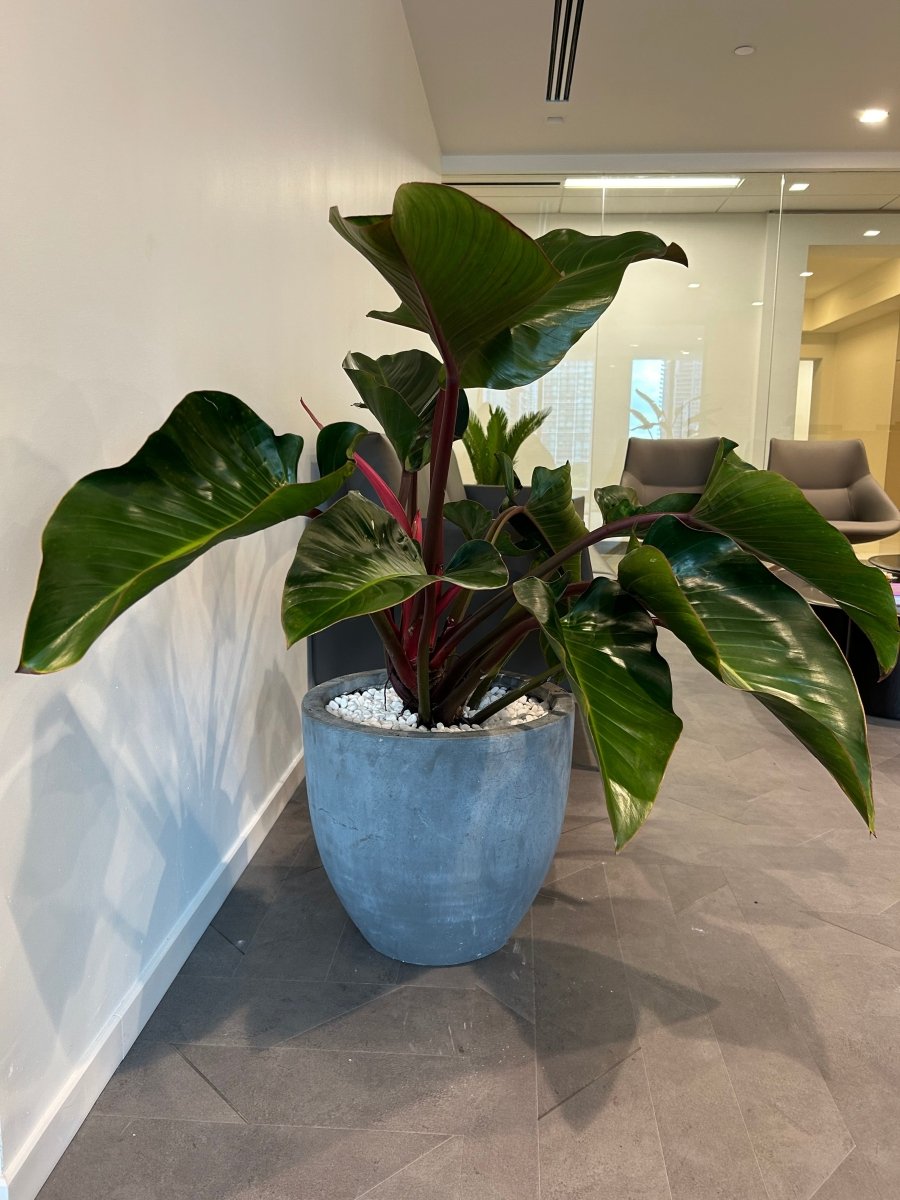 rojo congo philodendron for sale Red Congo Philodendron (Philodendron 'Rojo Congo')