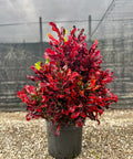 Red Croton Curly Boy - Plantology USA - Grower's Pick 3 - 4 feet