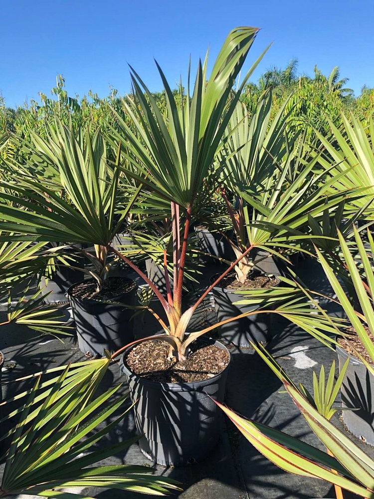 red and green palm plant Red Latan Palm (Latania borbonica) – Plantology USA